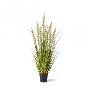Prairie Grass Green/Green - 50cm x 50cm x 90cm by James Lane, a Plants for sale on Style Sourcebook