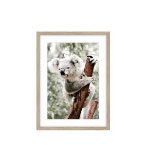 Cutie Koala Framed Wall Art 120cm x 80cm by Luxe Mirrors, a Artwork & Wall Decor for sale on Style Sourcebook