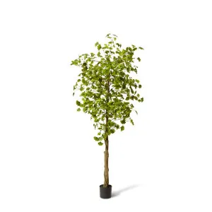 Ginkgo Tree - 80 x 80 x 213 cm by Elme Living, a Plants for sale on Style Sourcebook
